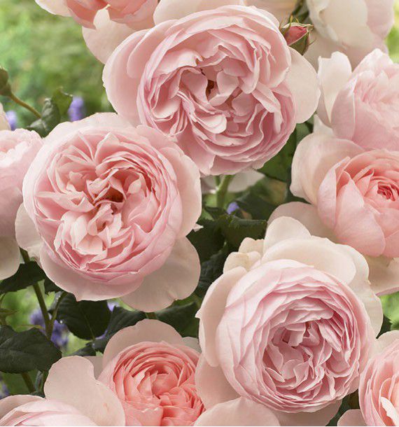 Rosier Anglais Heritage Plante En Ligne