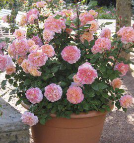 ROSIER BUISSON AUGUSTA LUISE® TANgust