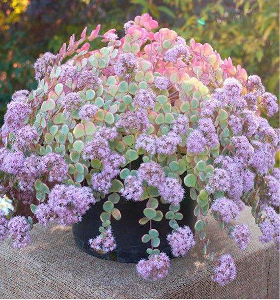 sedum sieboldii variegata