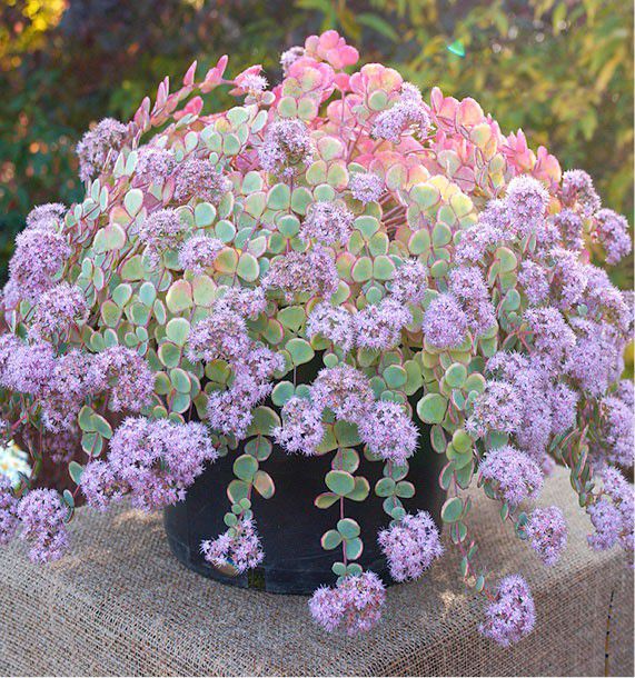 pinnatum marble variegata Epipremnum Pinnatum Marble Variegated 3  Rare Foliage Plant Co