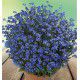  MYOSOTIS SAVOIE