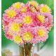 DAHLIA DECORATIF BEL AMOUR