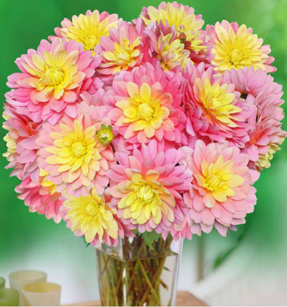 DAHLIA DECORATIF BEL AMOUR