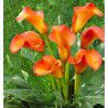 CALLA CALLISTA