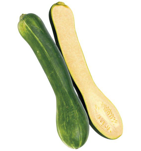 COURGE LONGUE DE NICE
