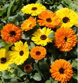 SOUCIS DOUBLE DES JARDINS