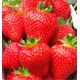 FRAISIER MAGNUM