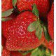 FRAISIER CIRAFINE