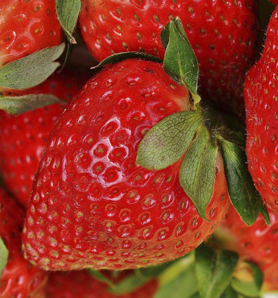 FRAISIER CIRAFINE