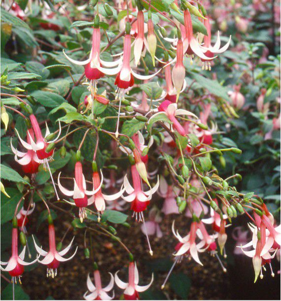 FUCHSIA CHECKERBOARD