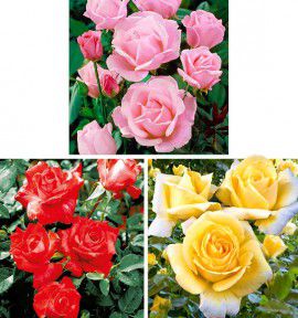 COLIBRIANT 3 ROSIERS QUEEN : 1 QUEEN ELIZABETH ROSE + 1 QUEEN ELIZABETH ROUGE + 1 QUEEN ELIZABETH JAUNE