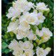 FREESIA DOUBLE BLANC TERESA