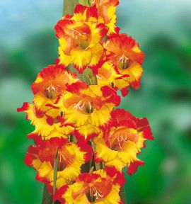 GLAIEUL GEANT PRINCESS MARGARET ROSE