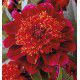 DAHLIA ALVEOLE JIVE