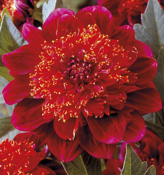 DAHLIA ALVEOLE JIVE