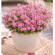 NEMESIA NUVO® PINK