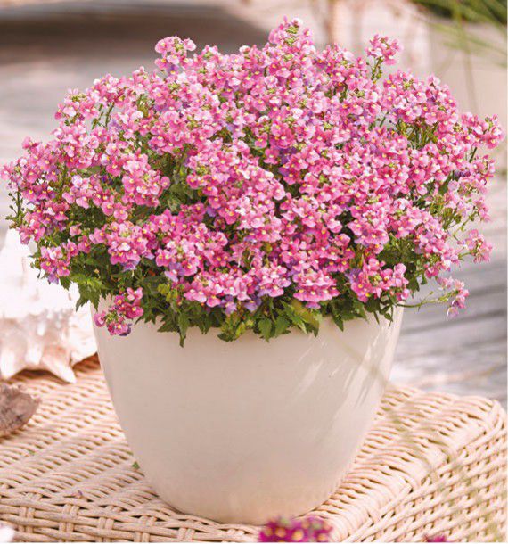 NEMESIA NUVO® PINK