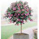 ANISODONTEA EL RAYO SUR TIGE