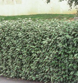 ELEAGNUS EBBINGEI