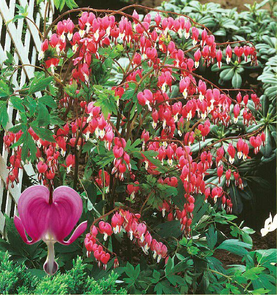 ou planter coeur de marie