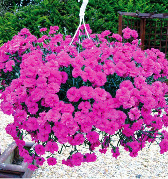 Oeillet Cascade Devine Neon Purple Plante En Ligne Oeillet Cascade Devine Neon Purple Plante En Ligne