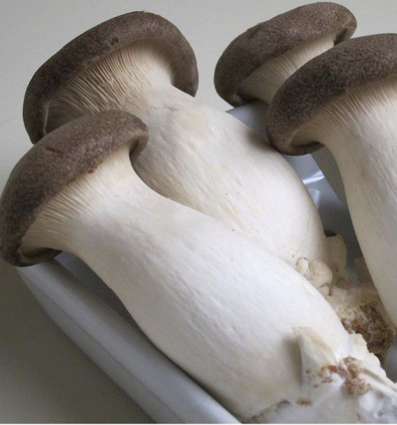 PLEUROTE DU PANICAU