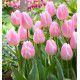 TULIPE SIMPLE HATIVE LIGHT PINK PRINCE