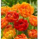 TULIPE A FLEURS DE PIVOINES SUN LOVER