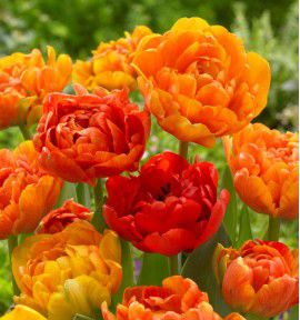 TULIPE A FLEURS DE PIVOINES SUN LOVER