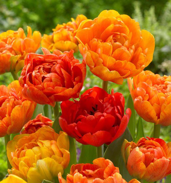 TULIPE A FLEURS DE PIVOINES SUN LOVER