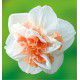 NARCISSE DOUBLE REPLETE