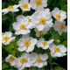 ANEMONE DU JAPON HONORINE JOBERT