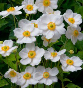 ANEMONE DU JAPON HONORINE JOBERT