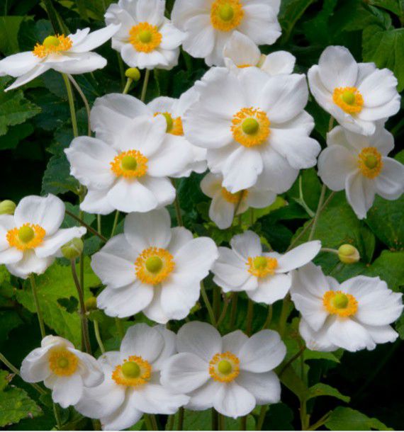 ANEMONE DU JAPON HONORINE JOBERT