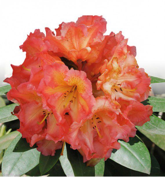 rhododendron sun fire plante en ligne rhododendron sun fire plante en ligne