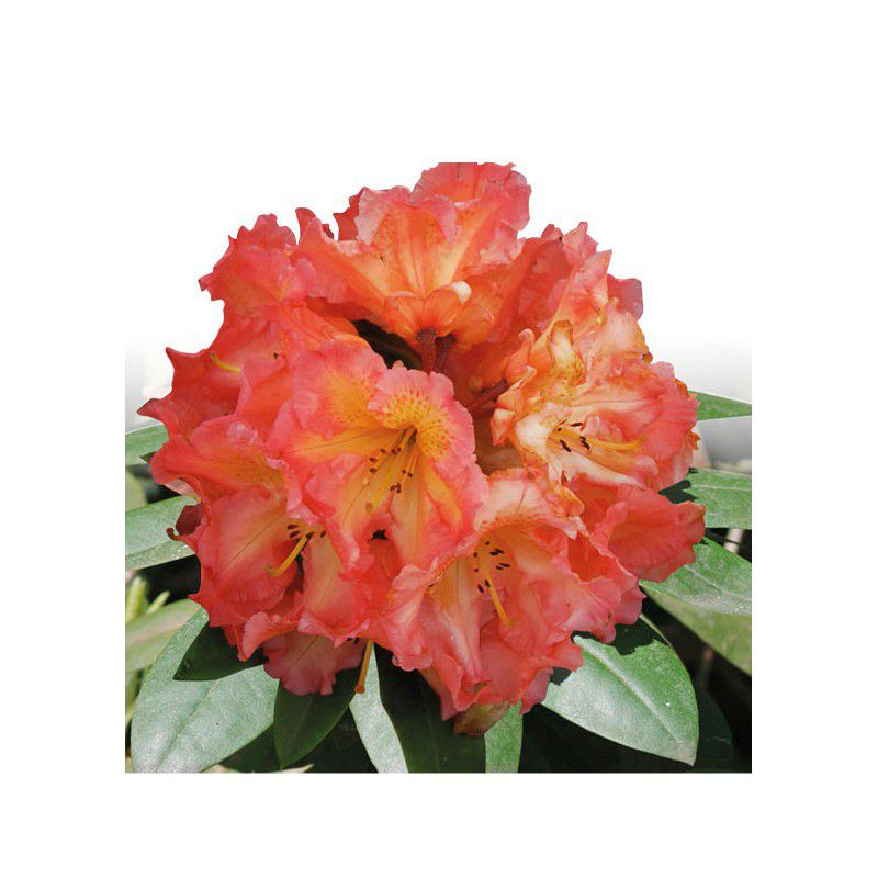 rhododendron shop Album Rhododendron | 2XL SHRUB | 30-36 in. wide, 24-30 in tall | Ships in