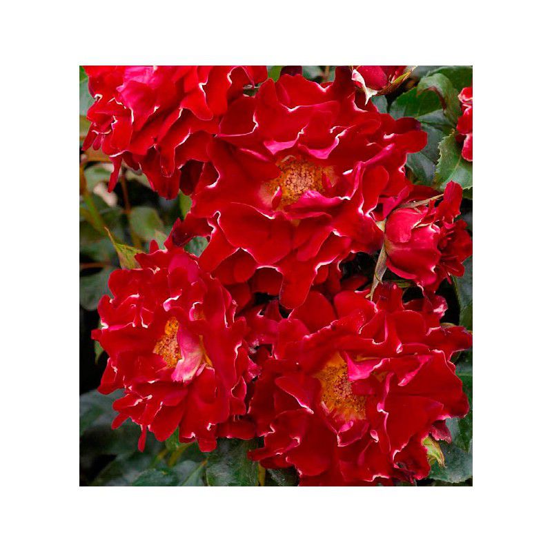 Yello Et Papier Rose Tulipe Origami Fleurs Crayon Dessus Artisanat Feuille Verte Mignonne Fleur Image271133973