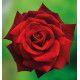 ROSIER BUISSON MILDRED SCHEEL®