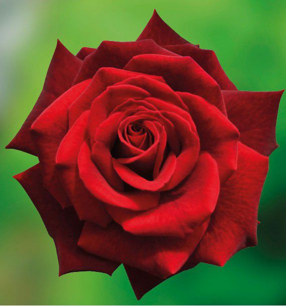 ROSIER BUISSON MILDRED SCHEEL®