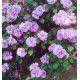ROSIER GRIMPANT INDIGOLETTA