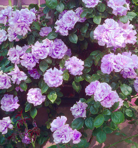 ROSIER GRIMPANT INDIGOLETTA