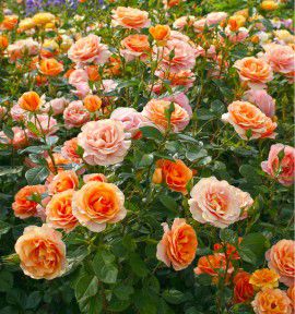 ROSIER BENGALI&reg; KORbehati