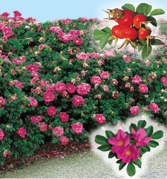 ROSA RUGOSA RUBRA
