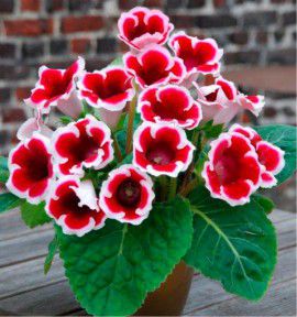 GLOXINIA EMPEREUR FREDERIC