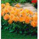 DAHLIA CACTUS NAIN BORDER PRINCESS ORANGE