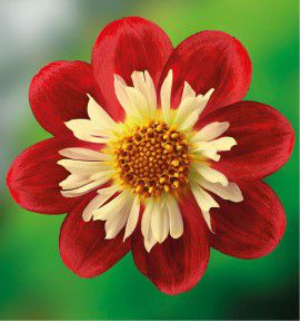 DAHLIA A COLLERETTE IMPRESSION FESTIVO