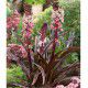 EUCOMIS SPARKLING BURGUNDY