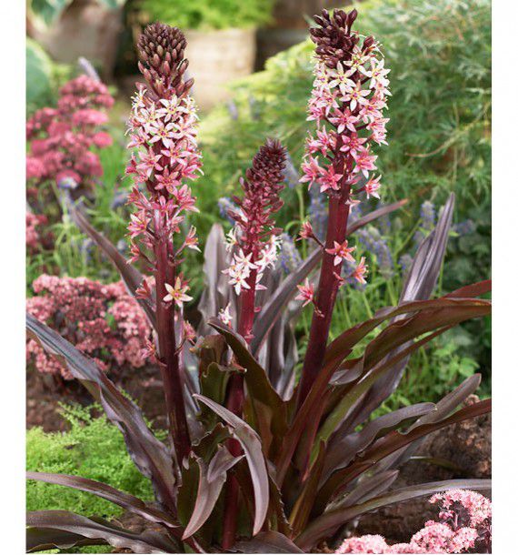 EUCOMIS SPARKLING BURGUNDY