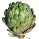 ARTICHAUT GROS VERT DE LAON A SEMER