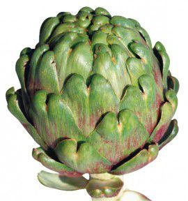 ARTICHAUT GROS VERT DE LAON A SEMER